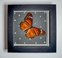 Image 1 of Striped Tiger