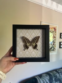 Image 1 of Asian Swallowtail Frame