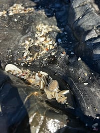 Image 4 of Stone & Silver