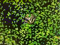 Frog Painting