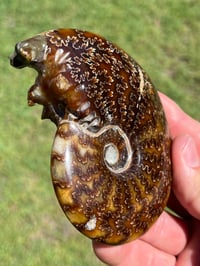 Image 8 of Ammonite Fossil | Madagascar #2921