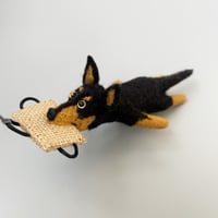 Image 5 of Australian Kelpie “black & tan”