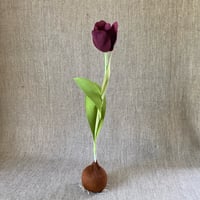 Image 2 of Tulip