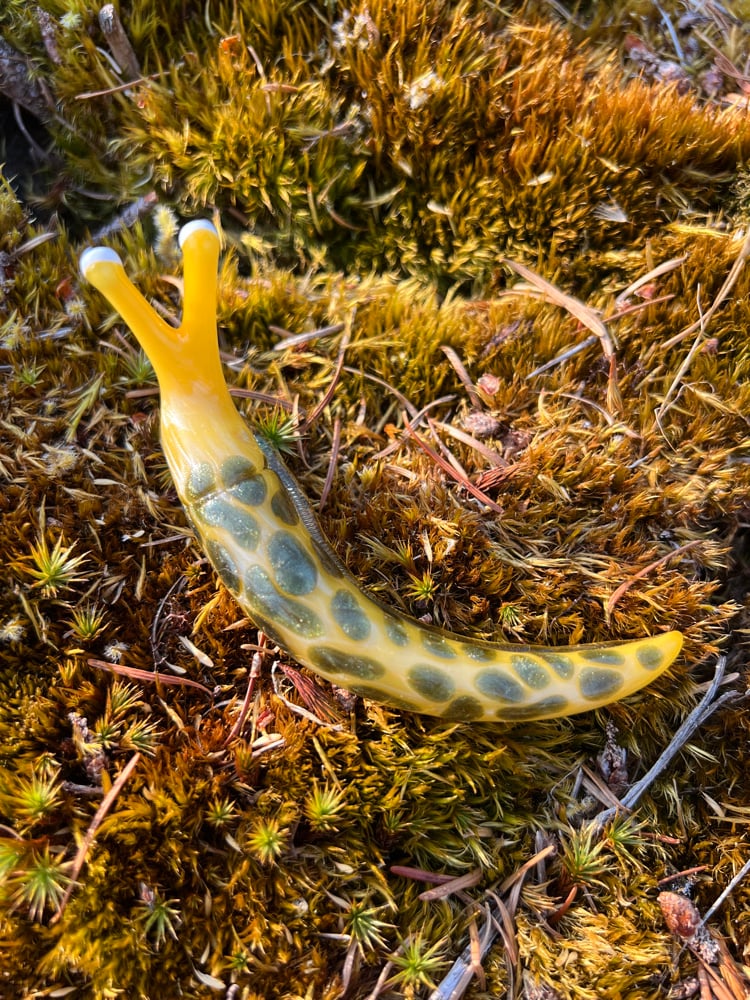 Image of Yellow and Green Boro Slug