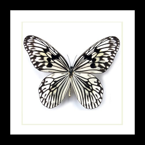 Image of Idea butterfly specimen