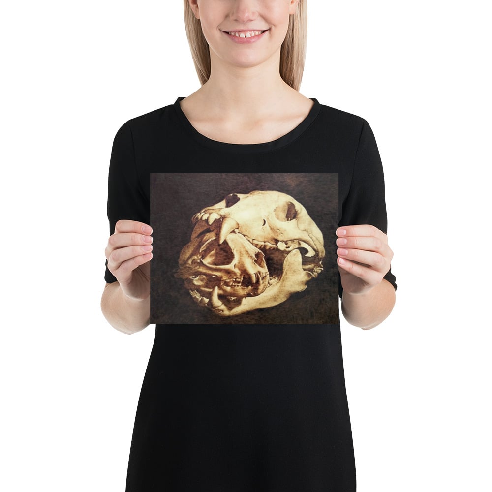 Photo Print: Bobcat Skull Inside Bear Skull