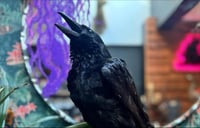 Image 1 of Taxidermy Crow 