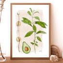 Image 3 of Fruits Prints