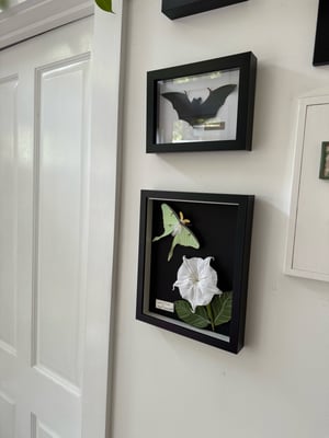 Image of Luna Moon moth and moon flower for Andrea