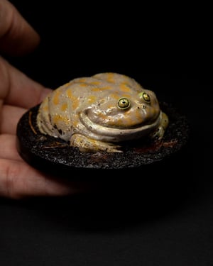 Budgett’s frog unpainted