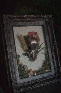 Image 3 of Real bird skull taxidermy frames