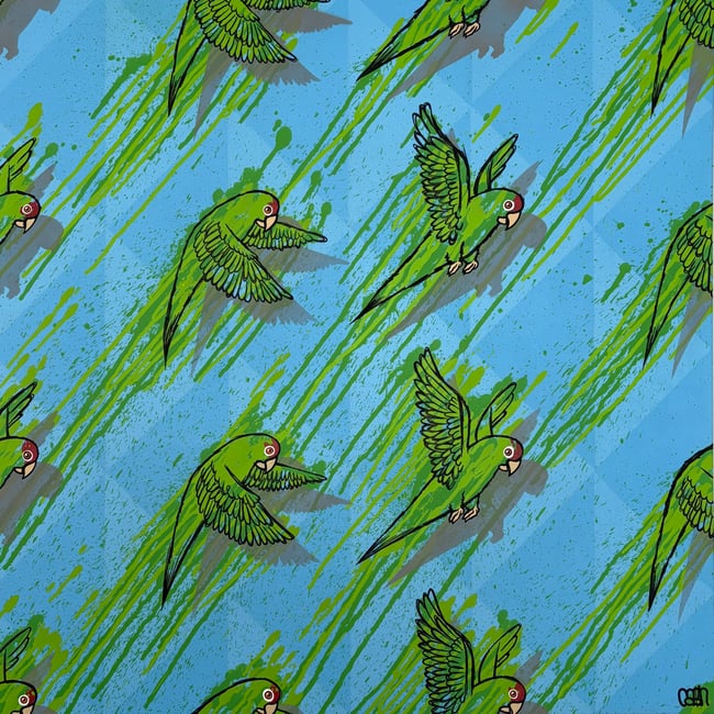 Mitred Parakeets (2025)