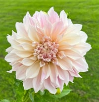Cafe Au Lait Dahlia Tuber