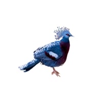 Victorian Crowned Pidgeon 