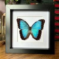 Image 1 of morpho