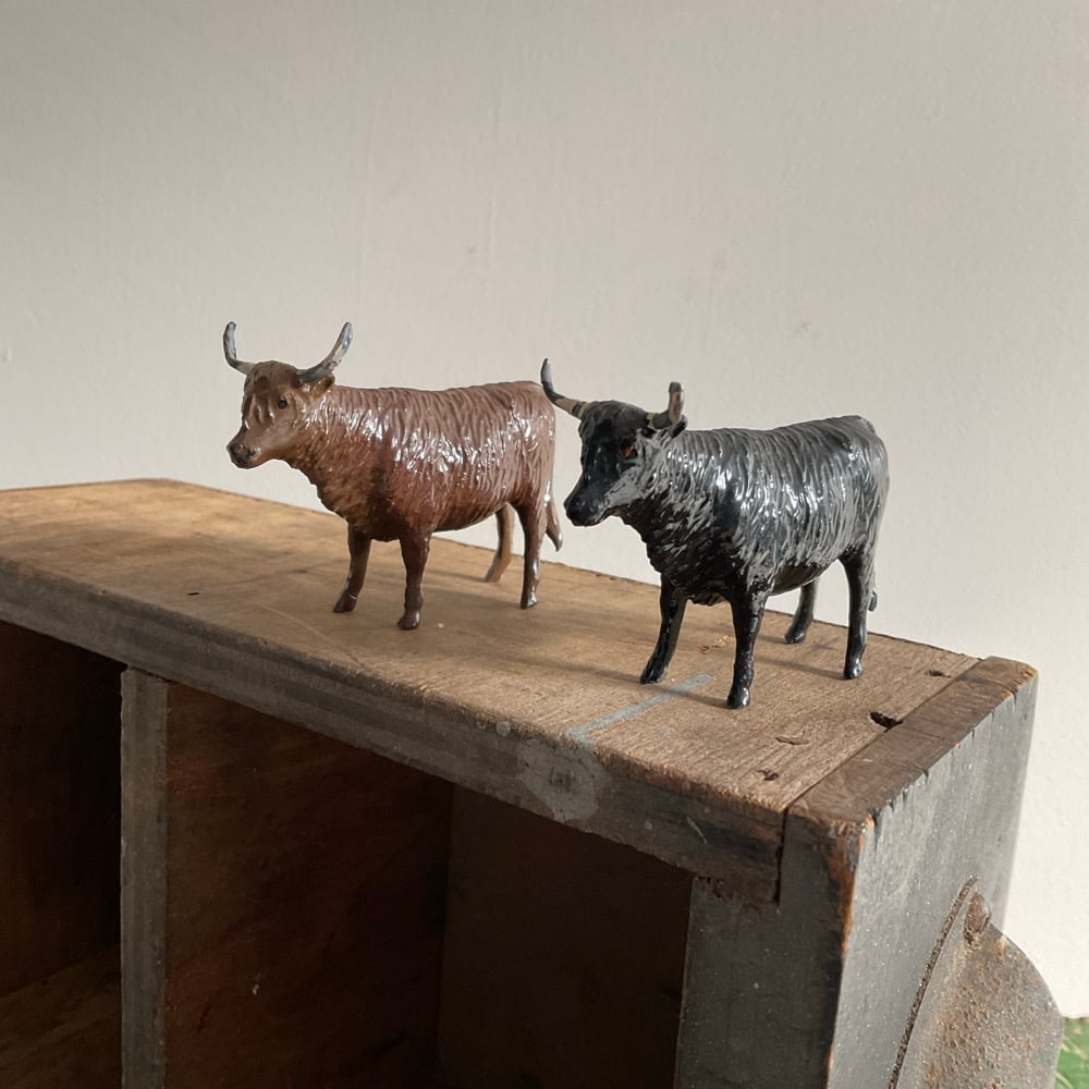 Image of Highland Cows