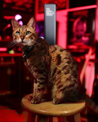 Image 4 of Krampus Tee