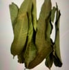 Mango leaves