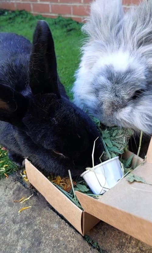 Image of Healthy munchy treat bunny burger