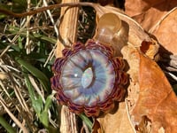 Image 5 of Firebird