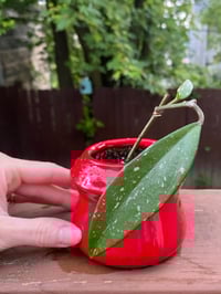 Image 1 of Hoya Pubicalyx “Wax Plant” in Bright Red Holder