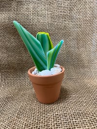 Image 1 of Mother in Law Tongue 