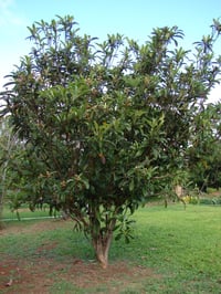 Image 2 of Eriobotrya Japonica - Loquat