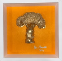 Gilded Orange broccoli 