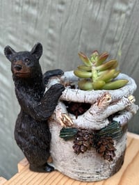 Image 1 of Coppertone Stonecrop in Black Bear Holder
