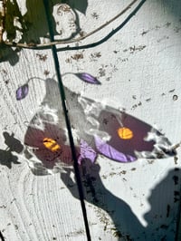 Image 3 of Violet Wildflower Moth 