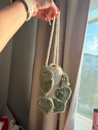 Image 2 of Hanging Plant 