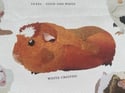 Rocket & Co. - Guinea Pig Breeds tea towel