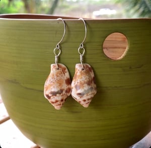 Image of Hawaiian Ali’lea shell earrings wrapped in sterling silver on sterling ear wires