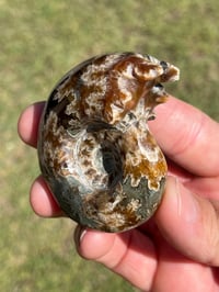 Image 9 of Ammonite Fossil | Madagascar #2994