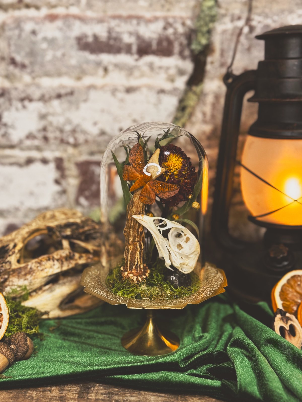 Image of Moth & Pheasant Skull Mini Cloche