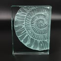 Ammonite glass block