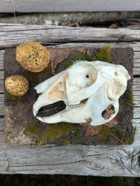 Image 1 of ENNUI - Jack Rabbit Skull Diorama *Faux Skull*