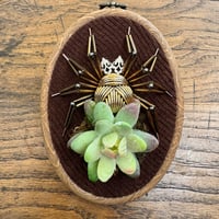 Image 4 of Succulent spider (c, 4x5 inches)