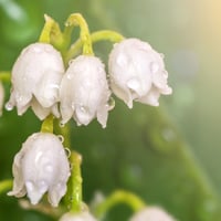 Image 3 of Lily of the Valley Honeybee Glycerin Soap