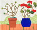 Image of Geraniums on a Brick Path