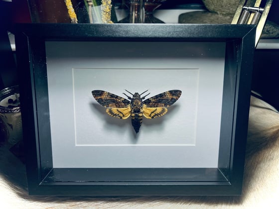 Image of Death Head Hawk Moth “Acheronita Atropos” 