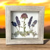 Plum Chrysanthemum, Veronica, Lavender And Catmint Wildflowers In 6" X 6" Shadow Box (Item# 202206S)