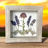 Image 1 of Plum Chrysanthemum, Veronica, Lavender And Catmint Wildflowers In 6" X 6" Shadow Box (Item# 202206S)