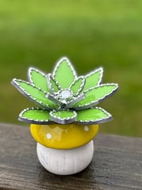 Light green succulent 
