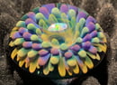Image 3 of Opal Basket Mini Paperweight / Pocket Stone 6