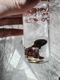 Image 4 of Wet Specimen Baby Octopus