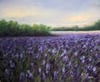 Purple Haze