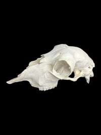 Image 1 of partial sheep skulls