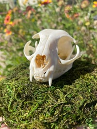 Image 1 of Cat Skull