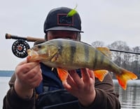 Image 3 of Baitfish Streamer Köderbox